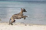 WHIPPET 289